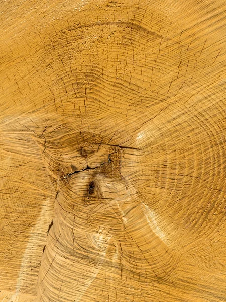 Árbol derribado. anillos anuales en la parrilla del árbol . — Foto de Stock