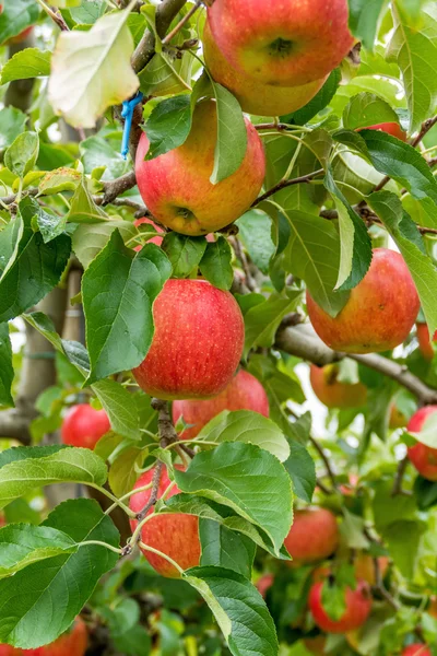 与苹果的苹果树 — 图库照片