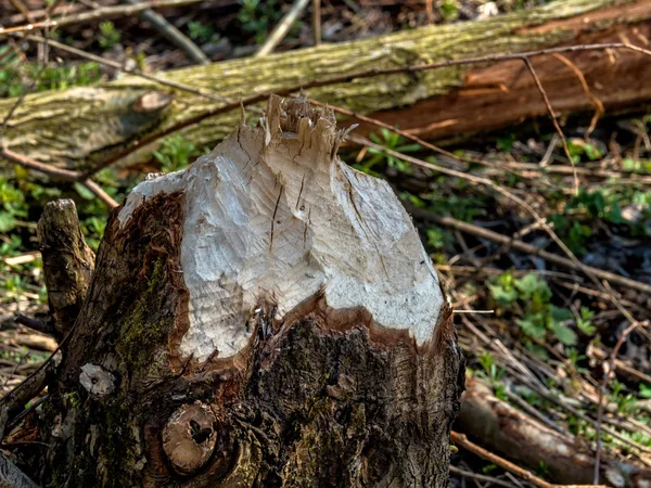 Beaver veursachen damage to trees — Stock Photo, Image