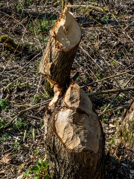 Bobří veursachen škody na stromech — Stock fotografie