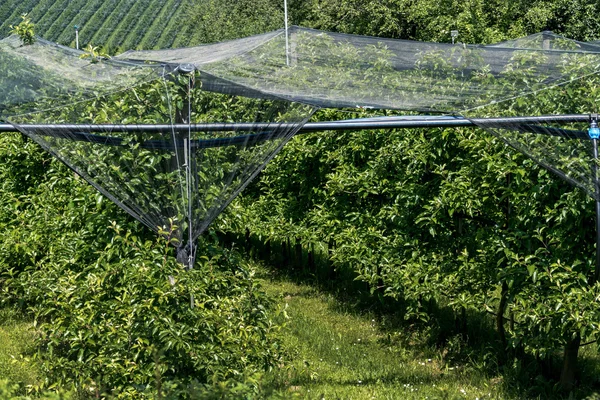 Meyve bahçeleri dolu karşı korumak için dolu ağlar — Stok fotoğraf