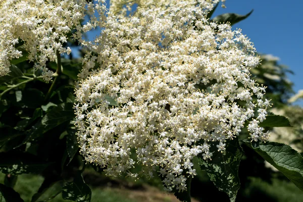 Blooming flowers of elderberry on a hollunderstrauch — Stock Photo, Image