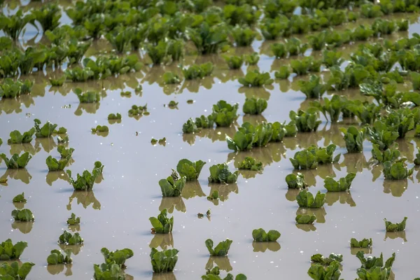 Затопленные растения в поле после штормов — стоковое фото