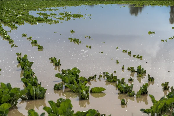 flooded plants in a field after storms