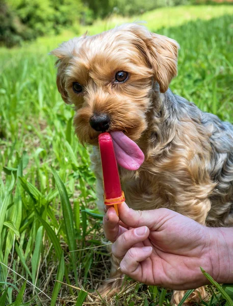 Wanneer de hitte in de zomer hond krijgt ijs voor verfrissing — Stockfoto