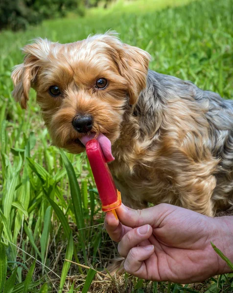 Wanneer de hitte in de zomer hond krijgt ijs voor verfrissing — Stockfoto