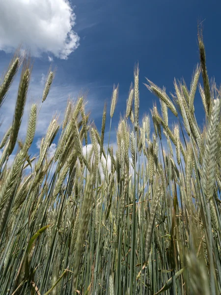 Cornfield rogge in de zomer voor de oogst — Stockfoto