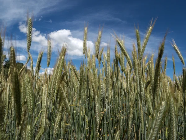 Cornfield rogge in de zomer voor de oogst — Stockfoto