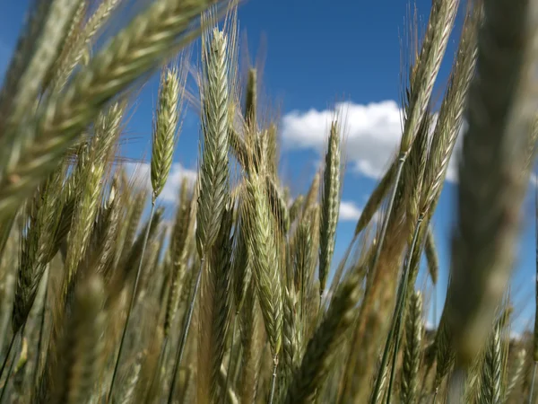 Segale di campo di grano nell'estate prima di raccolto — Foto Stock