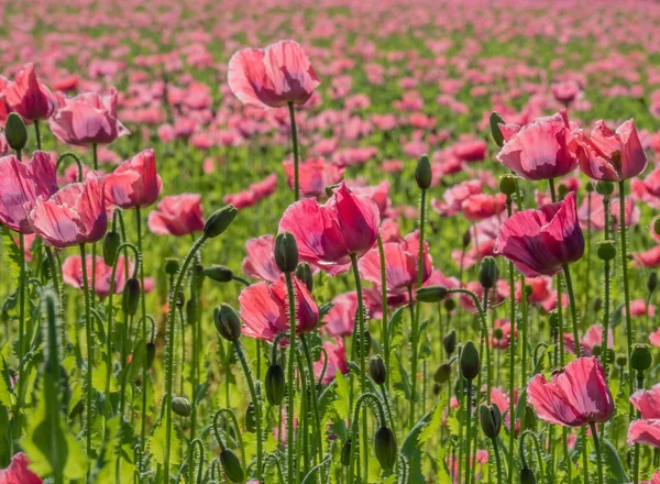 Amapolas en un campo — Foto de Stock