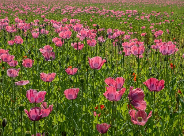 Papaveri in un campo — Foto Stock