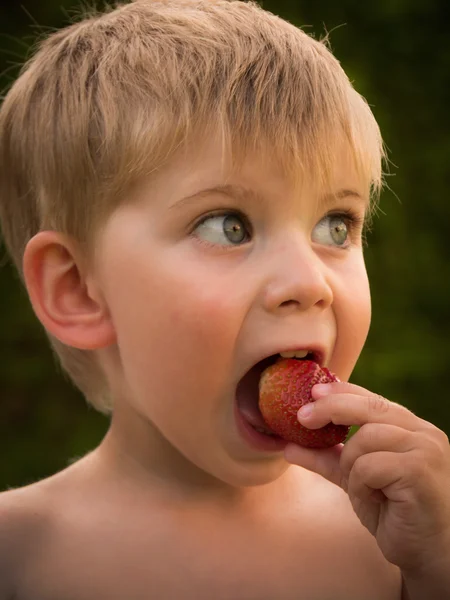 Little boy eating strawberries from the garden in summer — Stock Photo, Image