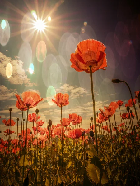 Amapolas en un campo — Foto de Stock