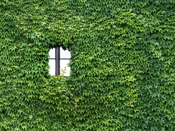 House is overgrown with ivy — Stock Photo, Image
