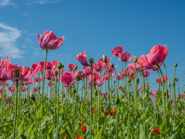 Poppies in a field — Stock Photo, Image