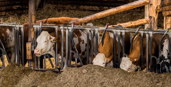 Корови в сараї — стокове фото