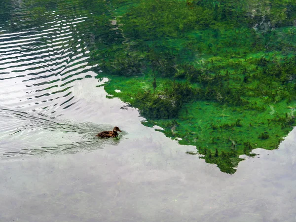Eend in een meer. — Stockfoto