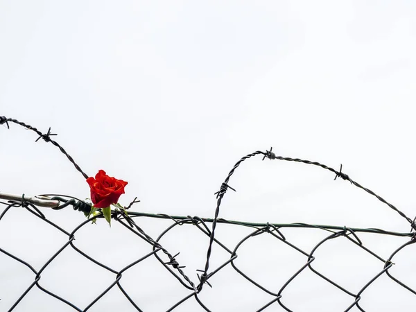 장미와 철조망. 이혼 과 금지 된 사랑의 상징 — 스톡 사진