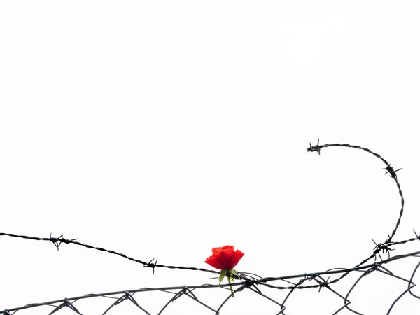 Троянда і колючий дріт. розлучення і заборонений символ любові — стокове фото