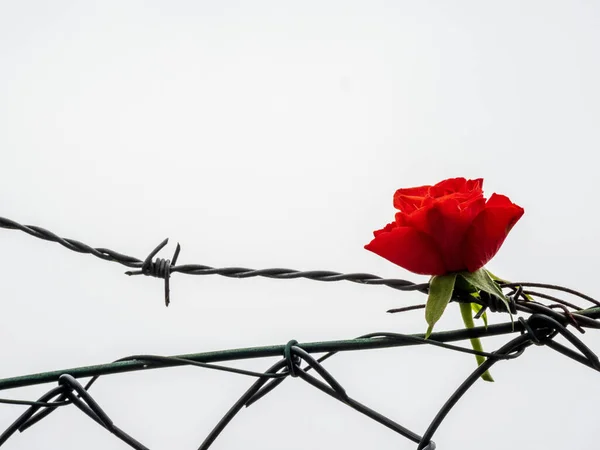 Rosa e arame farpado. divórcio e símbolo de amor proibido Fotos De Bancos De Imagens