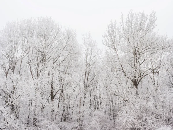 Paesaggio con alberi e rima nel freddo in inverno — Foto Stock