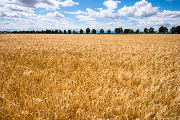 Een gerstveld in de landbouw — Stockfoto