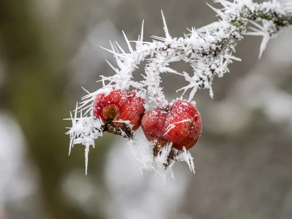 Hoarfrost in winter on red beers — Stock Photo, Image