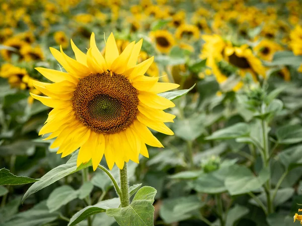 Many sunflowers on a field — Stock Photo, Image