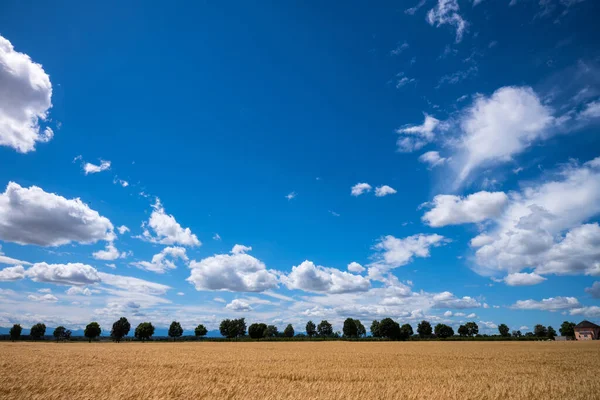 Tarımda bir arpa tarlası — Stok fotoğraf