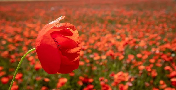 Amapola roja en un campo de amapola — Foto de Stock