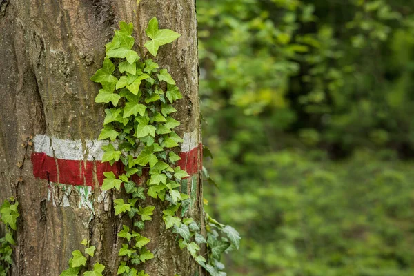 Marca de senderismo en un árbol —  Fotos de Stock