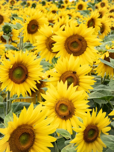 Many sunflowers on a field — Stock Photo, Image