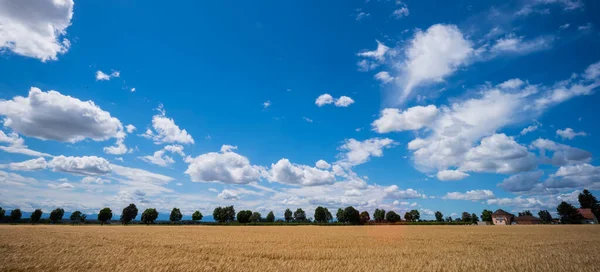 Ein Gerstenfeld in der Landwirtschaft — Stockfoto
