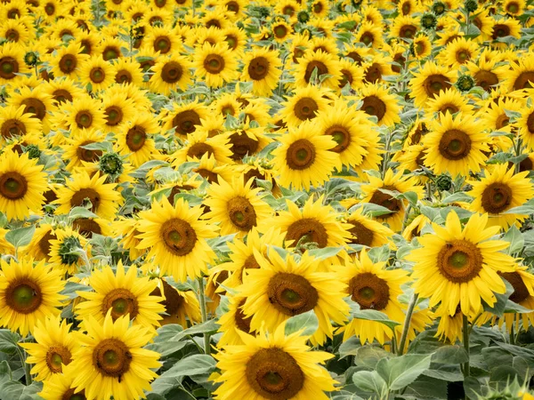 Muchos girasoles en un campo Fotos De Stock Sin Royalties Gratis