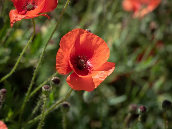 Amapola roja en un campo de amapola Fotos De Stock Sin Royalties Gratis