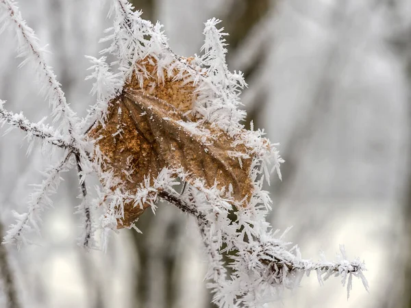 Vorst in de winter. koud verlof Stockfoto