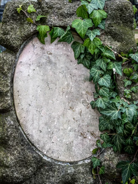 Hiedra sobre una lápida en el cementerio Fotos De Stock