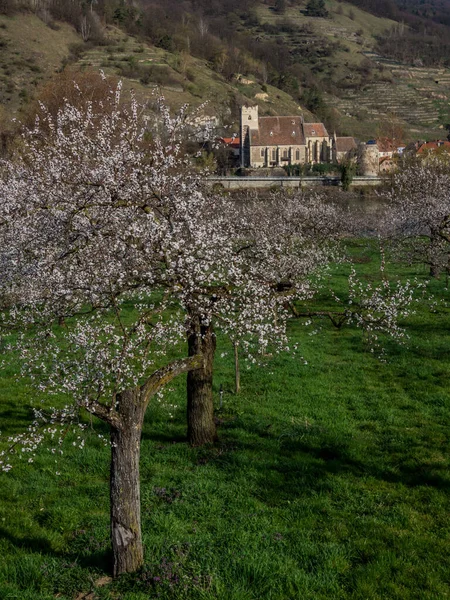 Kwiat moreli w wachau, austria Obrazek Stockowy