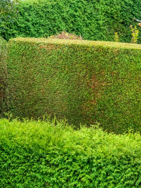 Arborvitae as a privacy — Stock Photo, Image