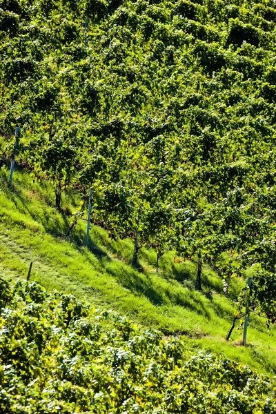 Weintrtauben am Weinstock im Weinberg — Stockfoto