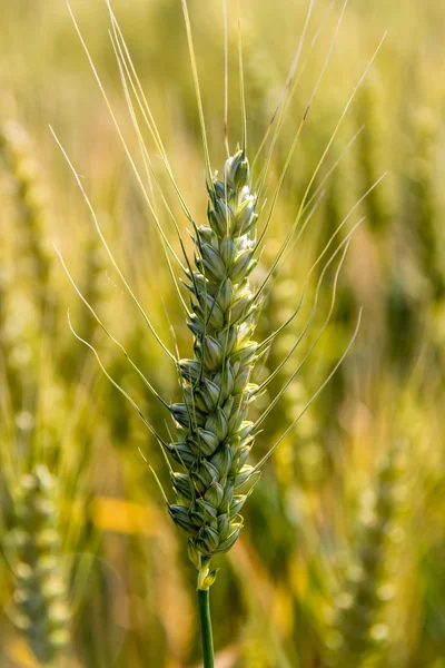 収穫前に、の麦畑 — ストック写真