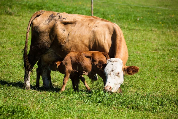 Krów mlecznych na letnie pastwiska — Zdjęcie stockowe