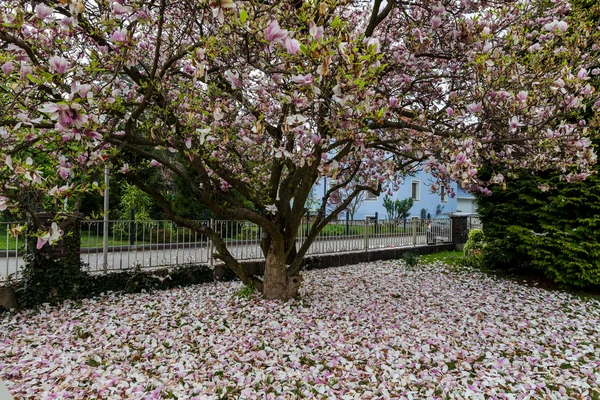 春天的木兰花 — 图库照片