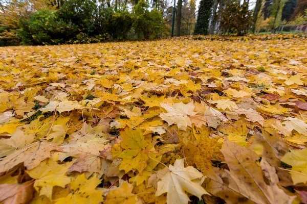 Foglie gialle in autunno — Foto Stock