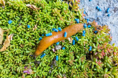 snail with slug pellets clipart