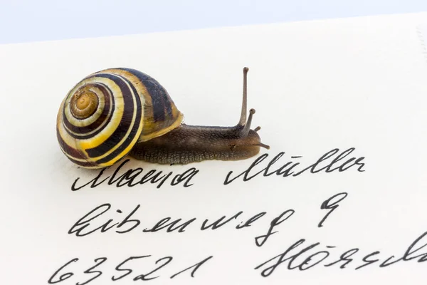 信封上的蜗牛 — 图库照片