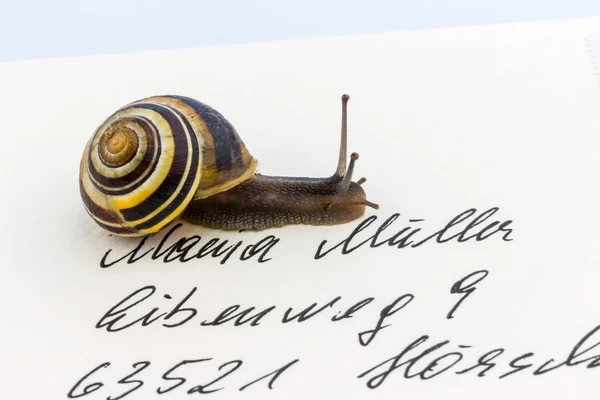 Caracol no envelope — Fotografia de Stock