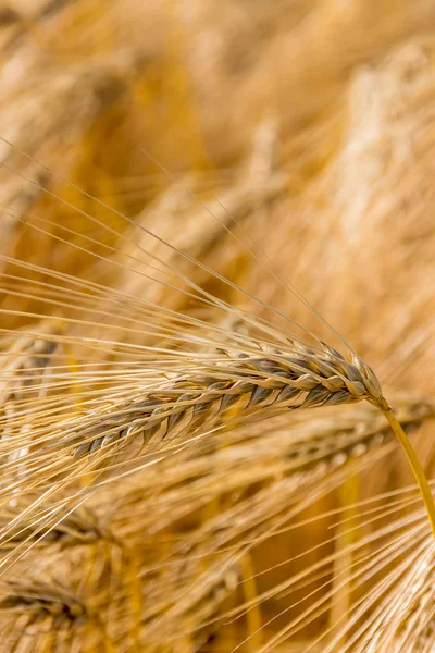 Campo di orzo prima del raccolto — Foto Stock