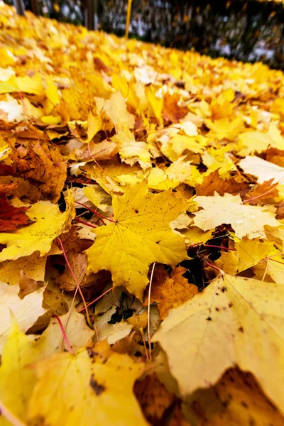 Folhas amarelas no outono — Fotografia de Stock