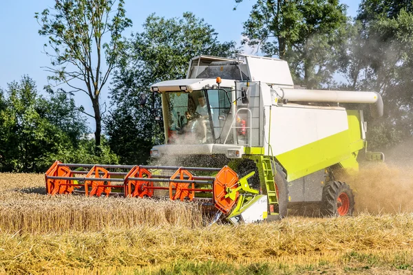 Gabona a mező a búza betakarítás idején — Stock Fotó